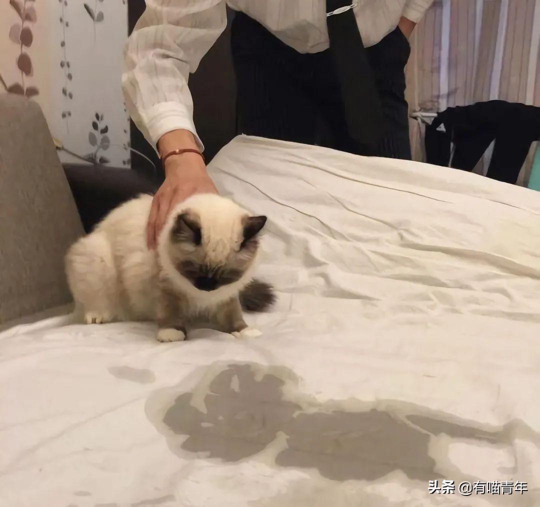 猫咪在啪啪啪的时候,究竟爽不爽?