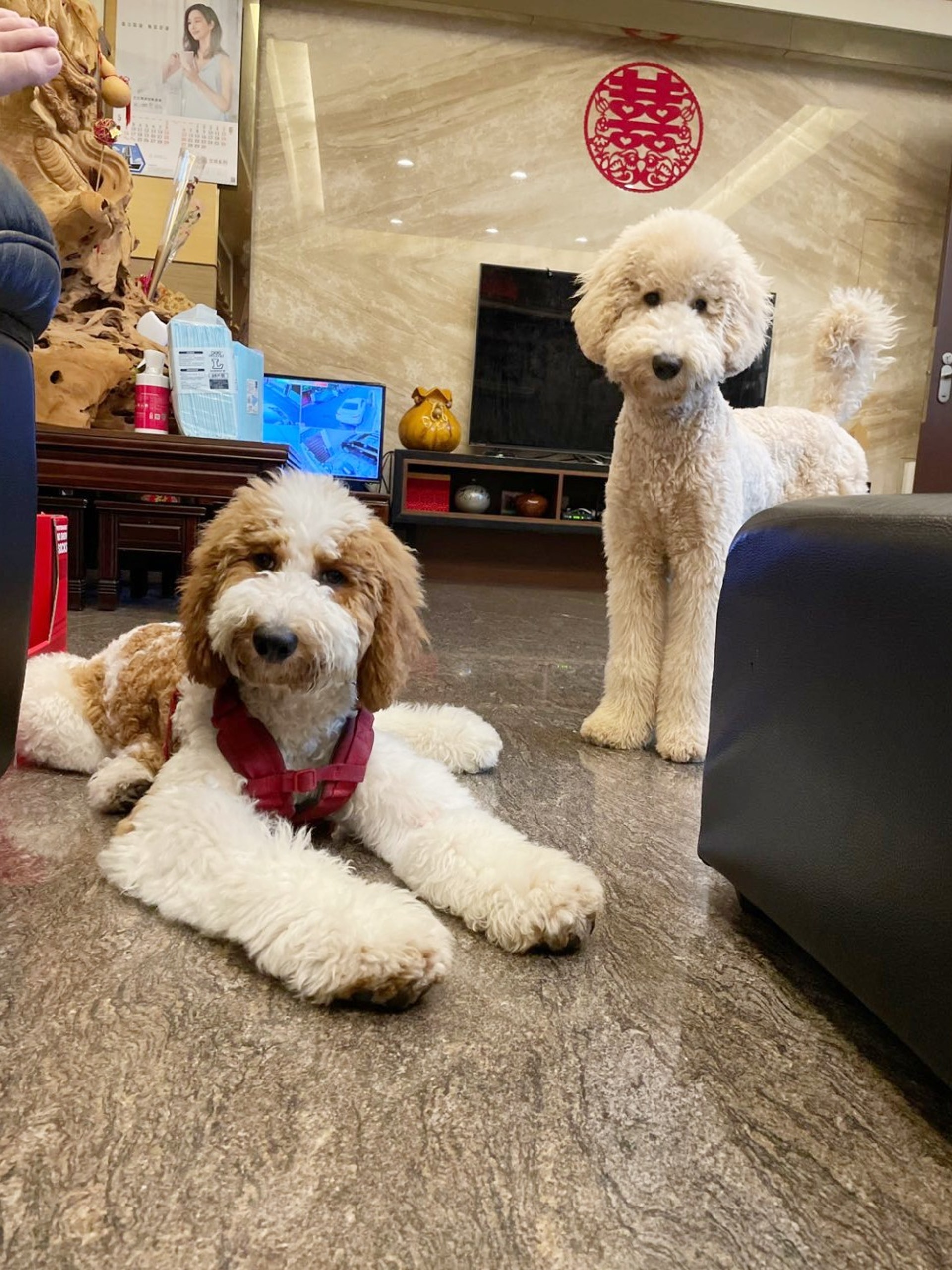 巨型贵宾犬发狂,巨型贵宾犬在家乱叫