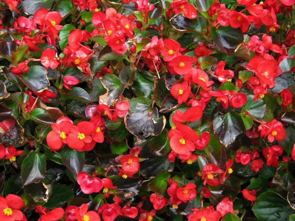 懒人花园植物,懒人花草100种