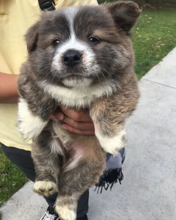 俄罗斯金刚芭比娜塔莉 (俄罗斯金刚芭比肌肉爆裂)