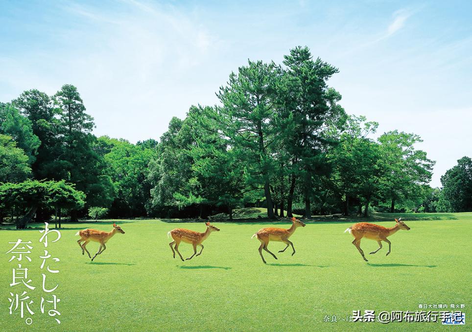 逛古寺逛神社感受日本京都的韵味,日本冷门的神社