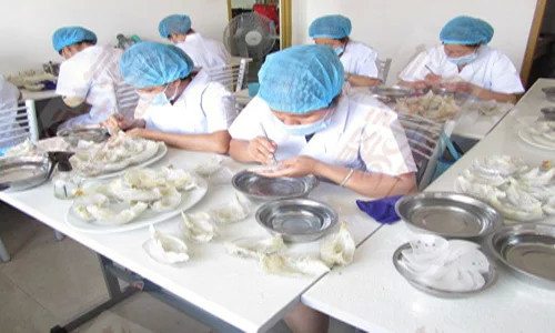 真假燕窝的快速鉴别方法,燕窝造假现场