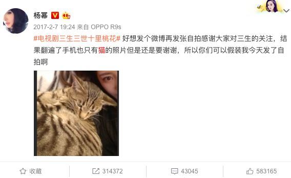 哪些明星养猫最好养,盘点明星们养的宠物