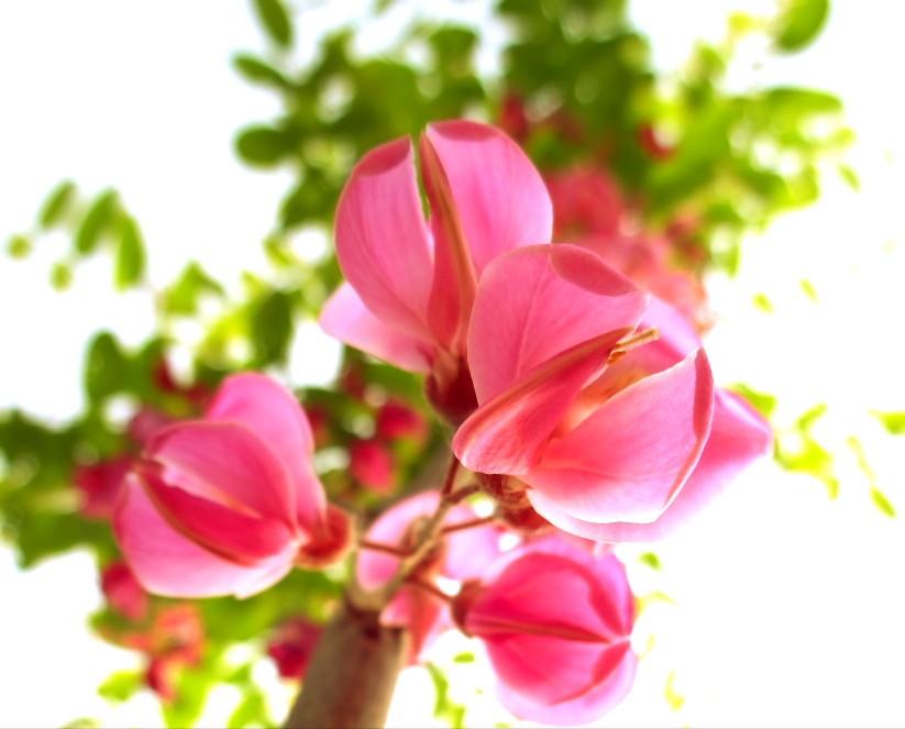 人间四月芳菲尽唯有槐花香未尽,人间最美四月天到处都是花香