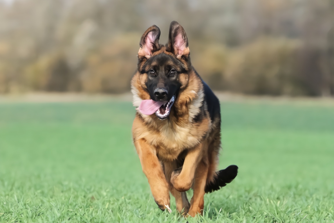 德国牧羊犬十大可怕之处,德国牧羊犬真的可怕吗知乎