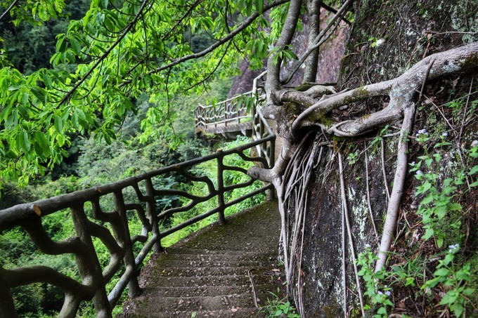 梅州采茶,梅州采茶体验