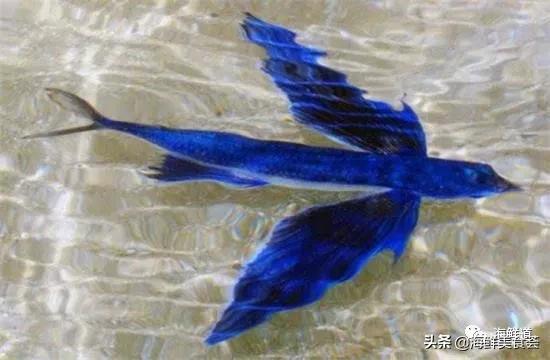 十种最美味海鲜,100种常见海鲜大全图