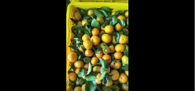 沃柑9斤19.9,广东本地砂糖桔