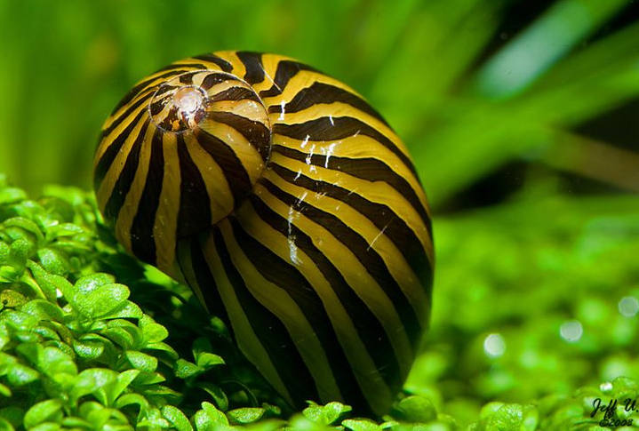 各种各样的蜗牛简单的,各种各样的蜗牛视频