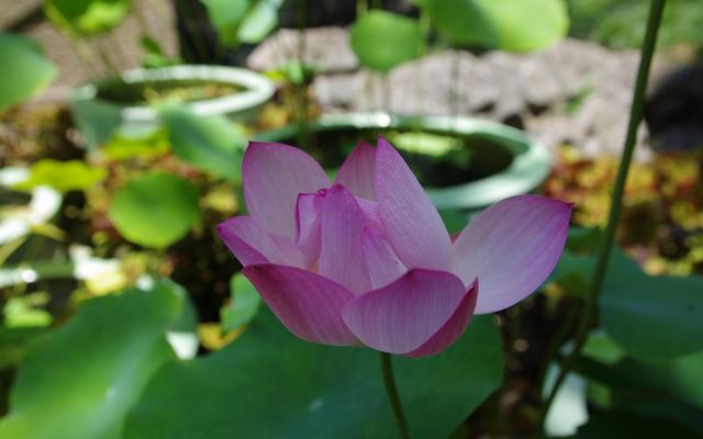 拙政园为什么是园林之首,中国四大名园之一苏州的拙政园