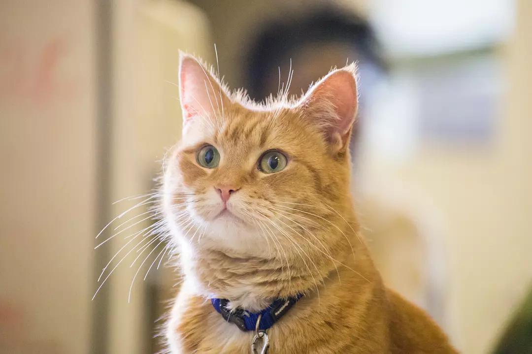 流浪猫鲍勃意外离世的视频,流浪猫鲍勃去世后其搭档再染毒瘾