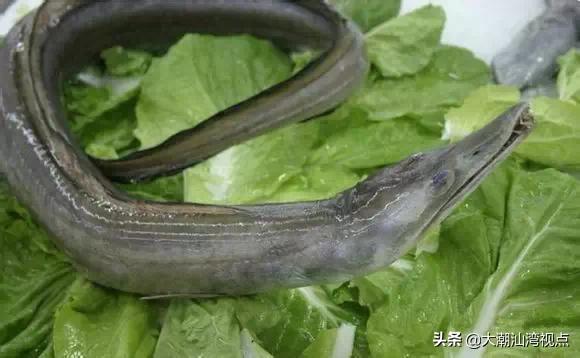 作为潮汕人，这89种海鲜你都能对上号吗