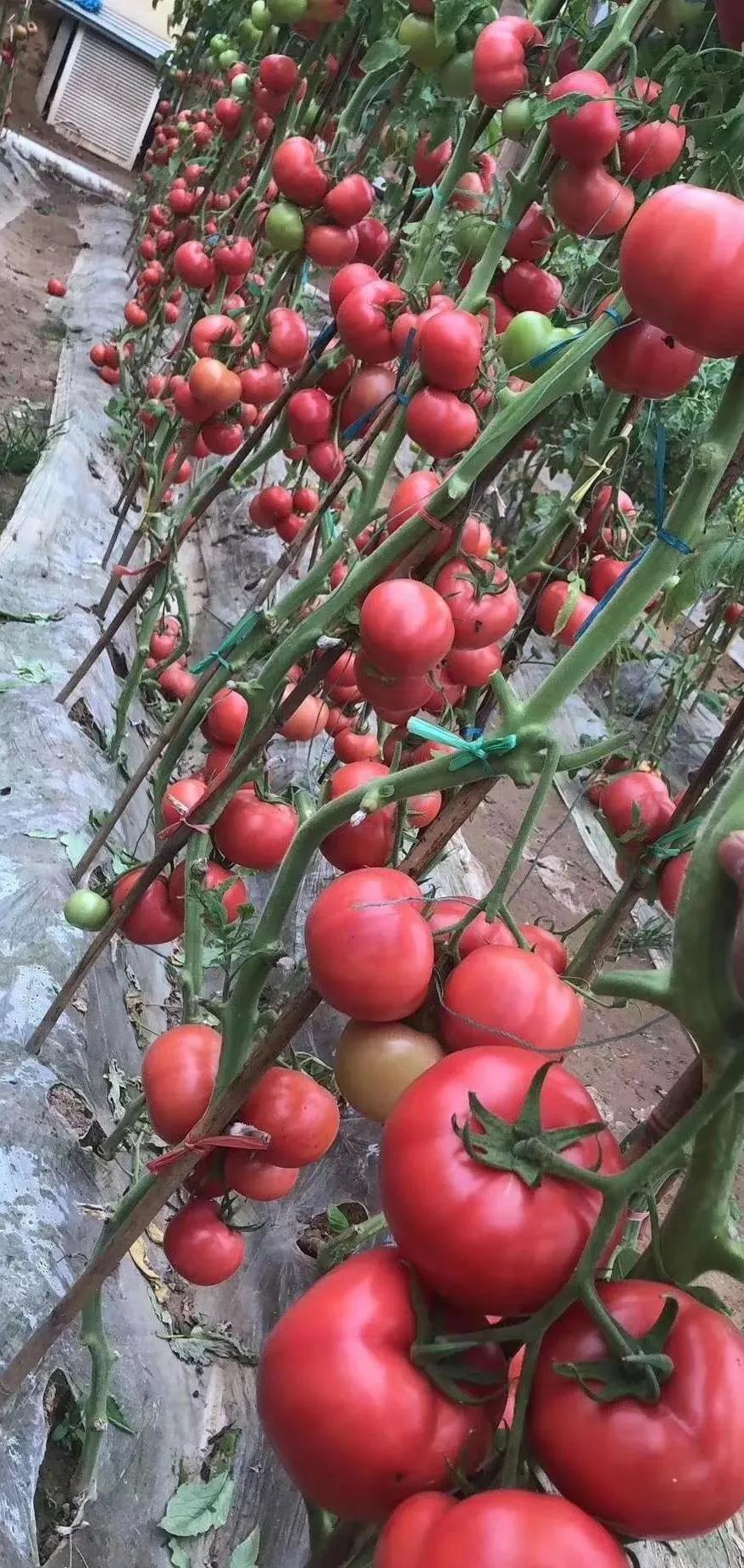 大棚立体种植蔬菜一亩顶20亩,大棚种植蔬菜一年可以收入多少钱