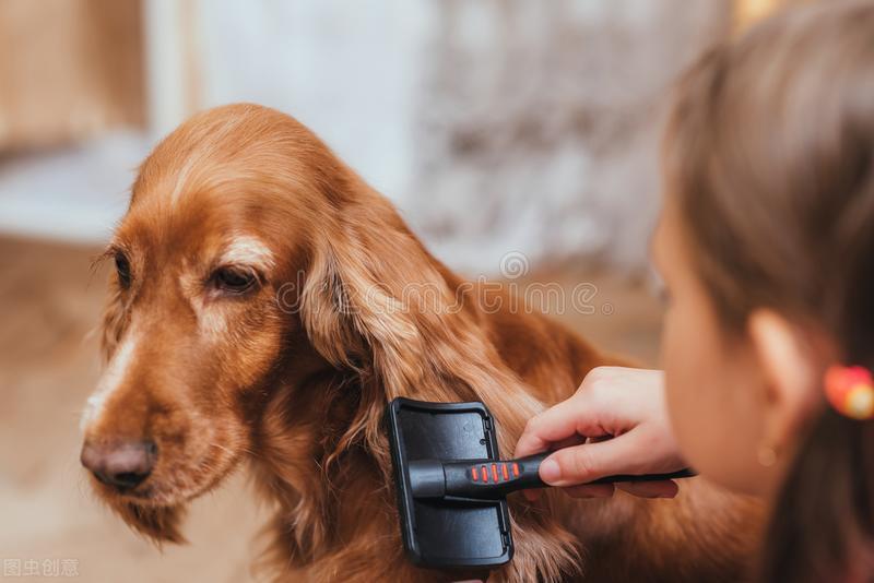 狗狗毛掉光了怎么办,养殖狗狗掉毛怎么解决最快