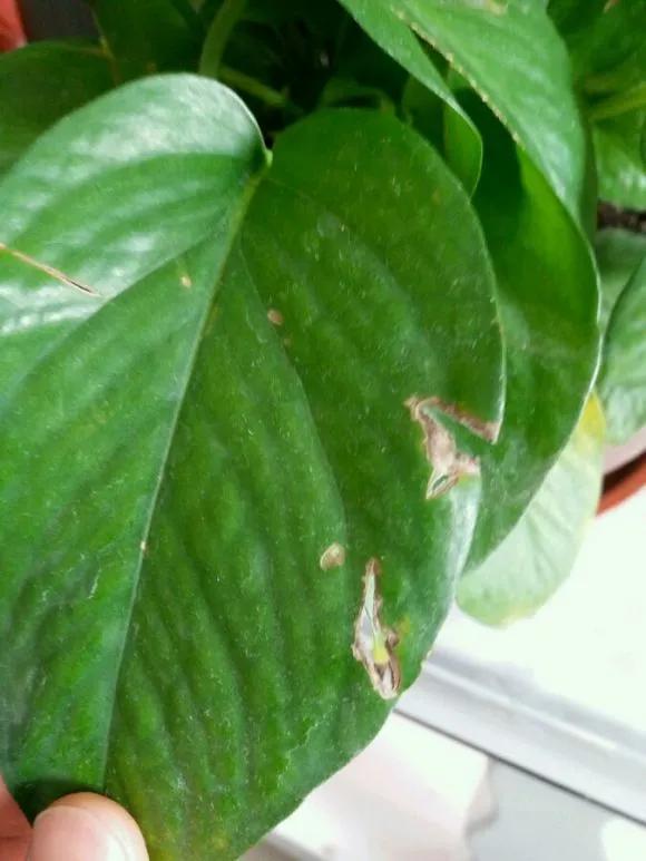 绿萝叶子干枯怎么回事,绿萝叶子黄开裂卷曲怎么办