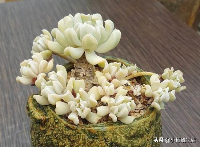 盘点6种适合秋天养的多肉,适合一年四季阳台养的多肉植物