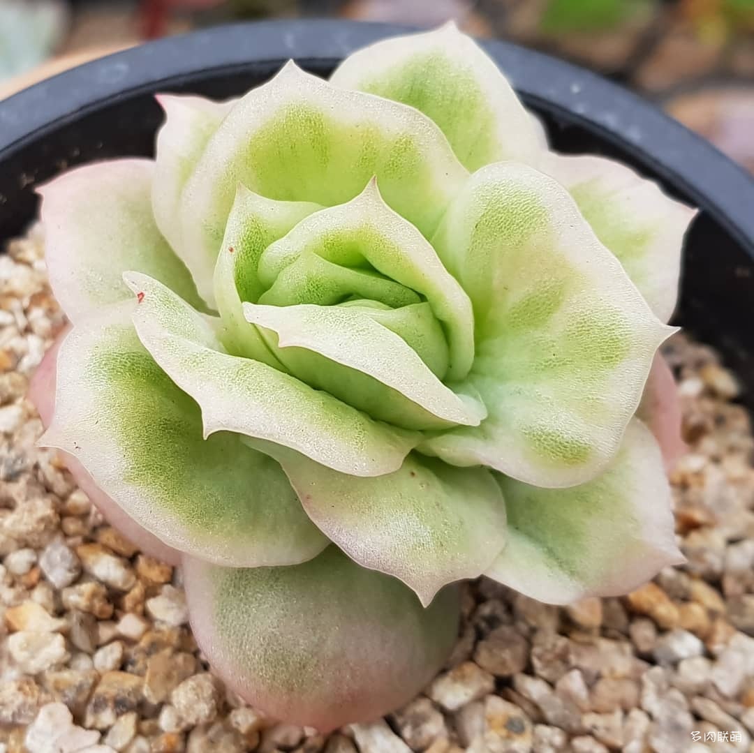 韩国大棚多肉,肉叔带你走遍韩国多肉大棚