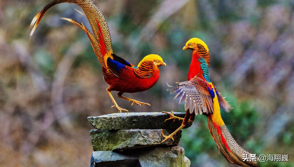 山海经第五卷小说,山海经第五篇