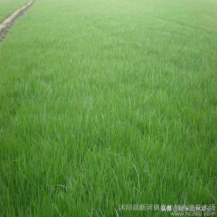 紫羊茅草坪种子,紫羊茅的功效与作用