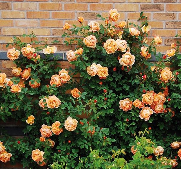 李子柒的院子都种的啥,李子柒推荐的三种花