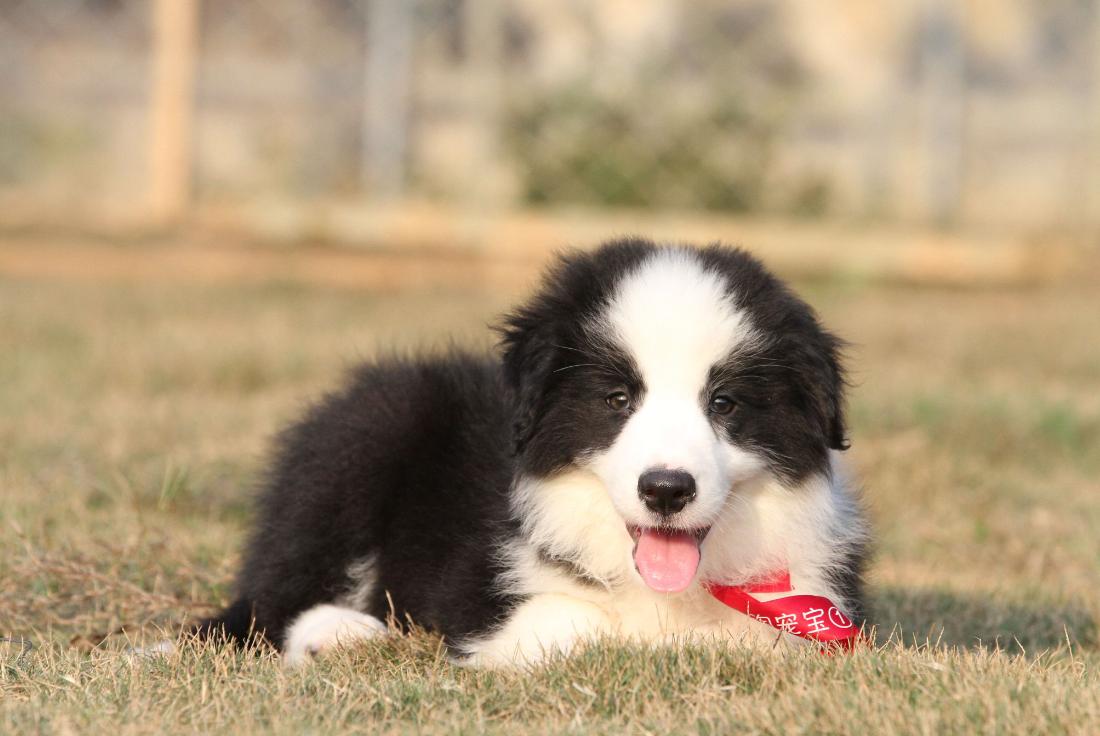 怎么避免边牧遗传病,黑白边牧的遗传病有哪些