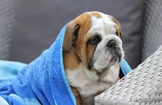 狗狗细小的原因,什么原因会导致狗狗得细小