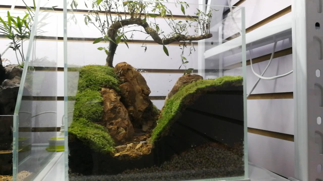 参观新开的草缸店，才开了1个月，邯郸兄弟，从玩家变老板