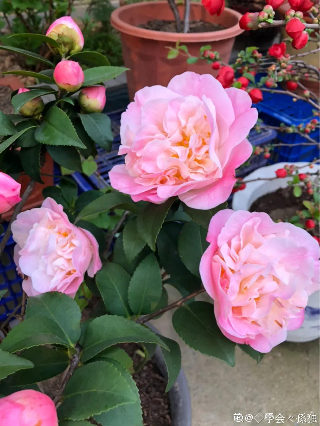 春天开的花有哪些常见又漂亮,十大名花在春天开的有哪些