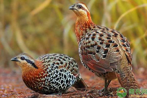 2023年以后什么养殖最赚钱,2022养殖什么能挣钱