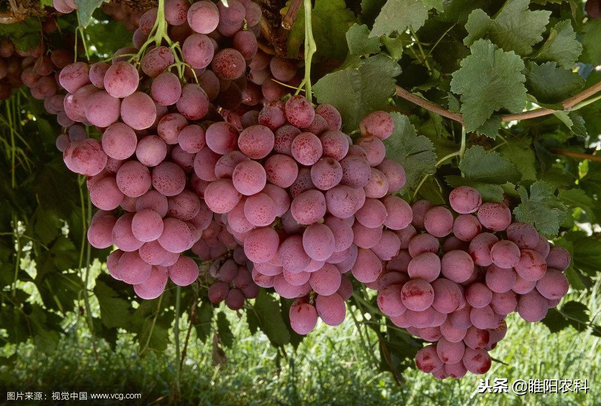 膨大剂生长素细胞分裂素,膨果期使用多少细胞分裂素