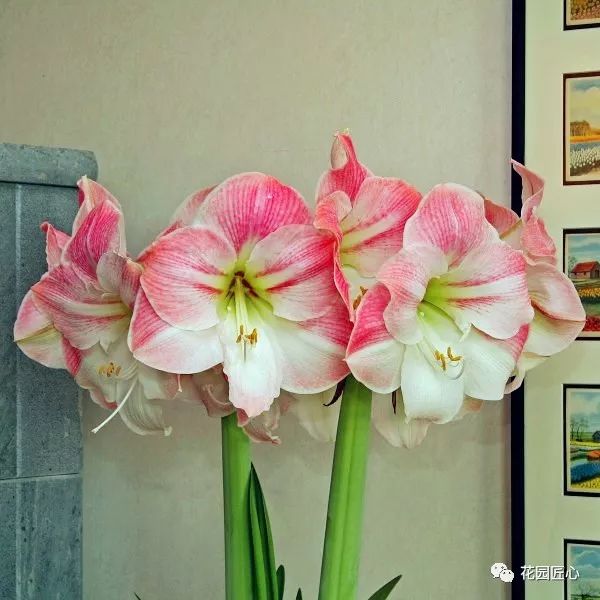 朱顶红为什么老是烂球,怎么才能让朱顶红不生小球