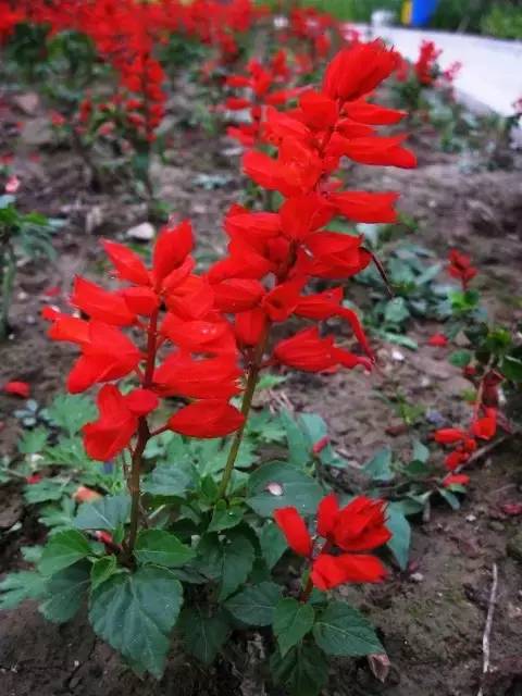 赏花时间表,赏花季节及图片