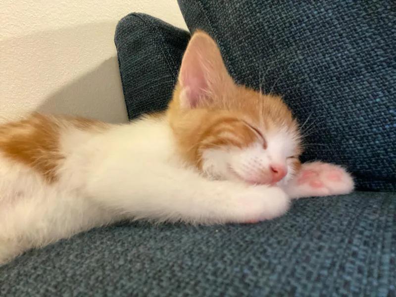 养小猫如何除跳蚤,跳蚤市场学知识