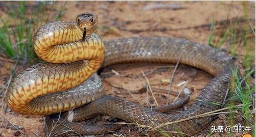 狂野澳洲的致命毒蛇—太攀蛇