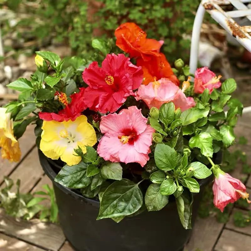 扶桑花养护方法大全,春天养这7种花