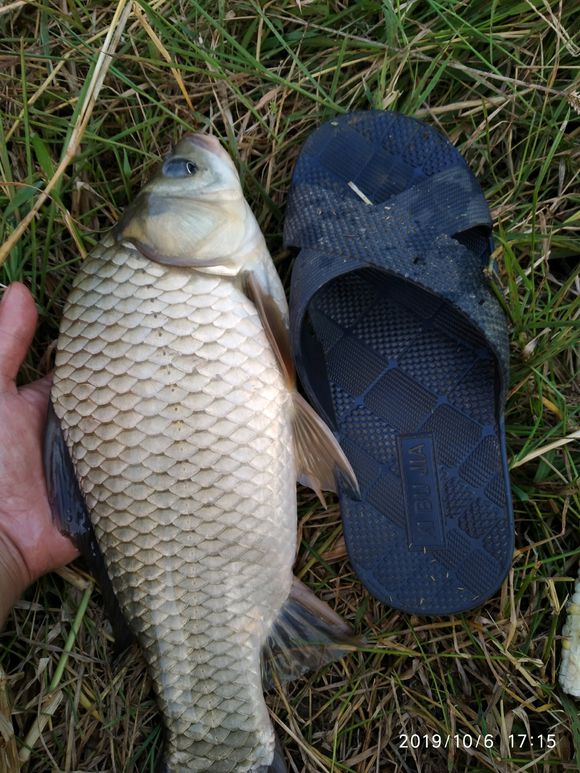 夏季小鲫鱼太多如何钓大板鲫,冬天野钓大板鲫的最佳方法
