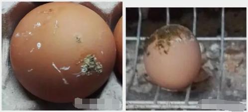 产蛋鸡的蛋皮脆怎么回事,蛋鸡产的鸡蛋壳薄脆的原因
