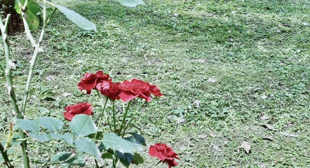 七月的晚霞好美,夏天六月的晚霞