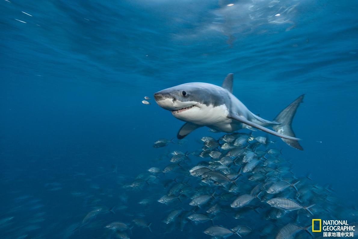 盘点过去十年破解的鲨鱼的秘密生活