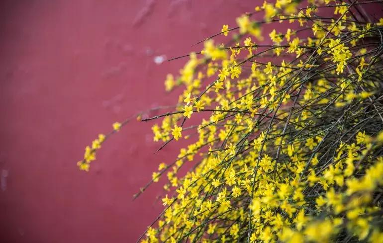 石家庄草莓采摘基地推荐,石家庄周边采摘园摘草莓