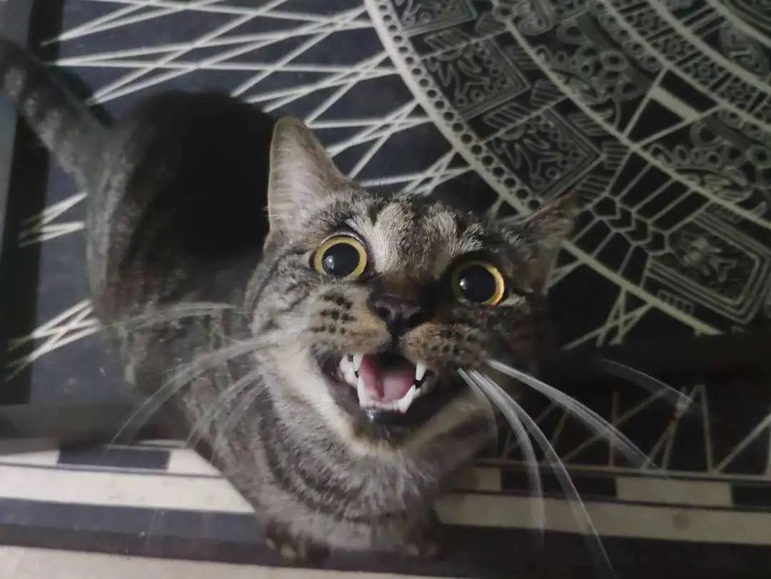 跟着我们猫狗大联盟，你会有喵的！黄阿姨猫咪领养专场