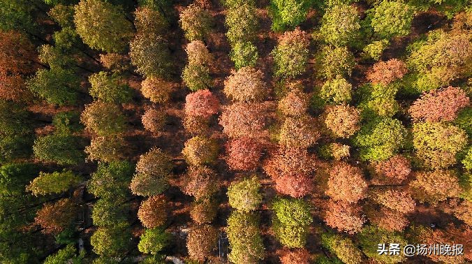 2018年冬天扬州赏花攻略,扬州11月秋景打卡地