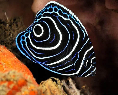 海水鲽鱼在一起打架吗,鱼儿为什么会打架