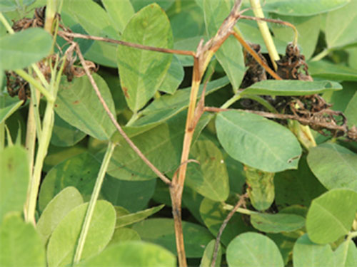 花生死苗怎么治疗最好,花生死棵是啥病