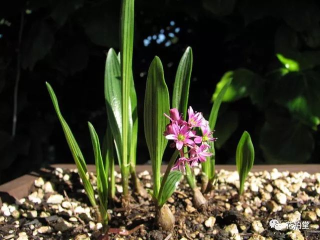 日本山野草缟缦穗，形态小巧可爱，花*诱色**人，好养易活！