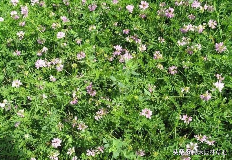 适合盐碱地的植物有哪些,绿化草耐旱品种