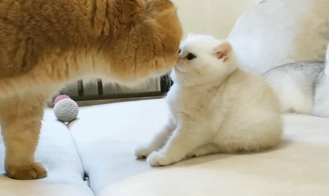 好不容易养大的猫被猪拱了,猫为什么喜欢被猪拱