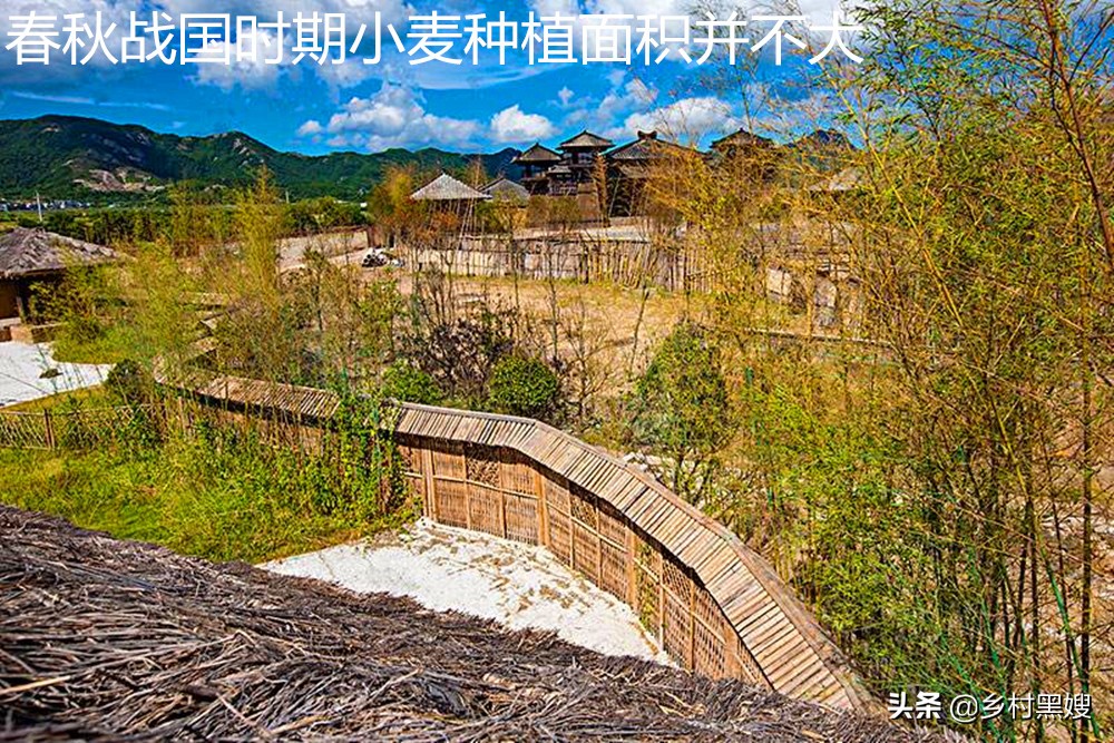 小麦是怎么生长的视频,小麦的起源与发展历史是怎样的