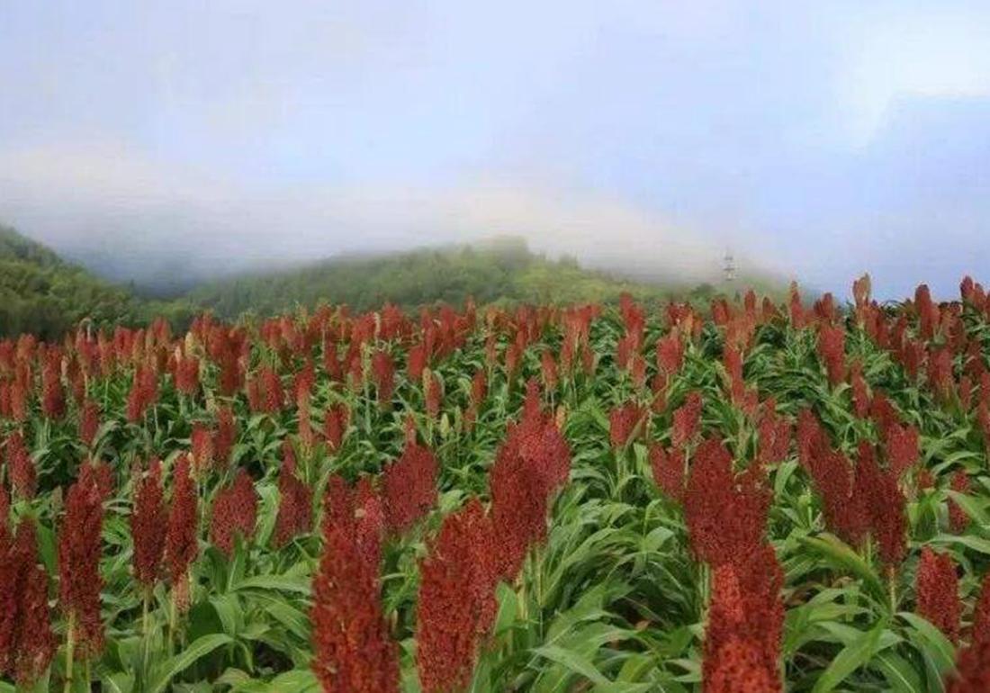 高粱的种植施肥,高粱种植技术和播种方法