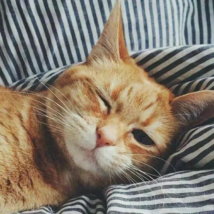 养猫党的十件事,新手养猫必须做的十件事